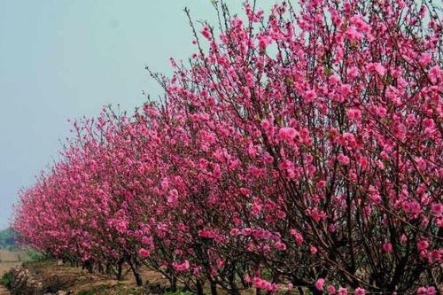 Đào Nhật Tân rộn ràng khoe sắc đón Tết sớm