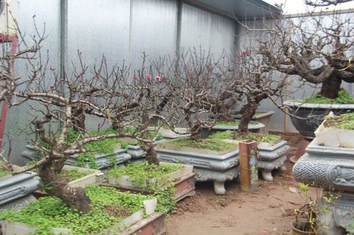 Đào thất thốn chục triệu nằm phòng điều hòa đợi Tết Canh Tý