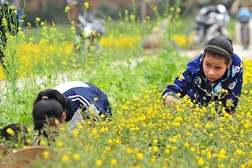 Vẻ mộc mạc, bình yên hiếm có ở vùng thôn quê đang mùa thu hoạch cúc chi