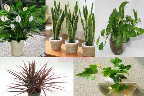 Những loại cây trồng trong nhà vừa lọc sạch không khí, vừa mang tài lộc cho chủ