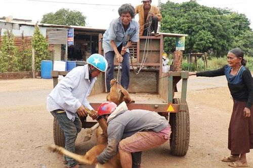 Hộ nghèo thêm khổ vì được cấp bò bệnh