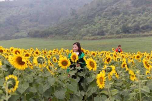 Mở cửa cánh đồng hoa hướng dương rộng nhất Việt Nam