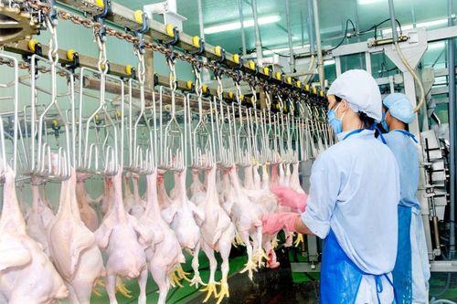 Trong 'bão' dịch tả lợn châu Phi: Việt Nam có bao nhiêu vùng an toàn dịch bệnh?