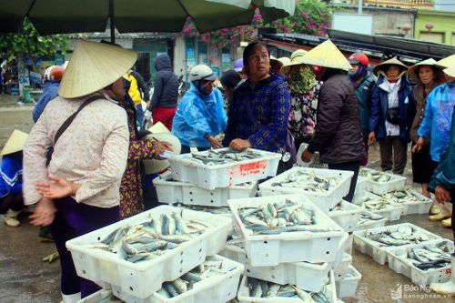 Chuyến biển cuối năm ngư dân Quỳnh Lưu mang về hàng tấn cá/tàu