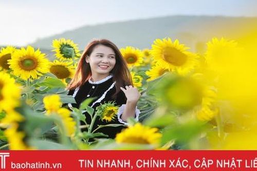 Rực rỡ cánh đồng hoa hướng dương ở Nghệ An