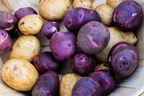 Những lợi ích sức khỏe bất ngờ của khoai tây tím