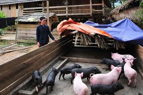 Đẩy mạnh tái đàn và phát triển chăn nuôi để bù đắp lượng thịt thiếu hụt do bệnh dịch tả lợn châu Phi