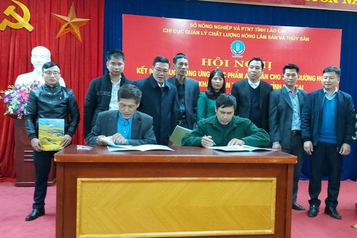 Kết nối tiêu thụ chuỗi thực phẩm an toàn