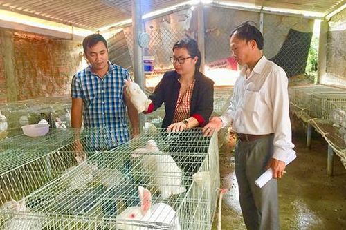 Thu nhập khá nhờ nuôi thỏ thương phẩm