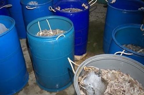 Hơn 1,2 tấn tôm chứa tạp chất chuẩn bị đưa đi tiêu thụ