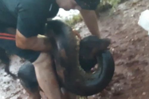 Giải cứu chó bị trăn Anaconda tấn công