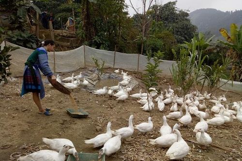 Đồng hành cùng phụ nữ vùng biên phát triển