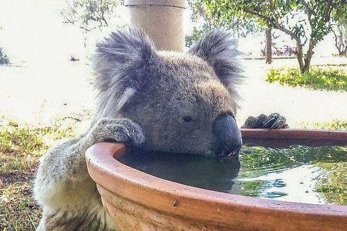 Gấu koala xin người qua đường cho uống nước