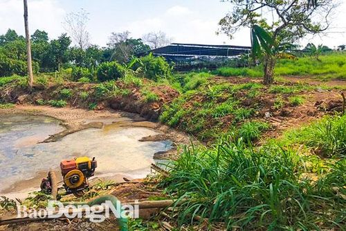 Một trại nuôi cả ngàn con vịt xả thải ra suối