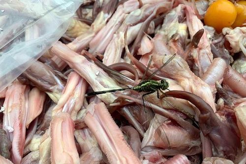 Hàng tấn lưỡi vịt, nầm Trung Quốc lậu tại sân siêu thị MM Mega Market
