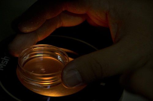 Trung Quốc phạt tù nhóm nhà khoa học chỉnh sửa gene trên phôi người