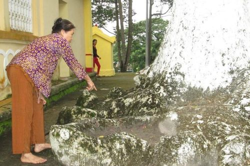 Linh thiêng cây dầu trăm tuổi ở Thoại Sơn