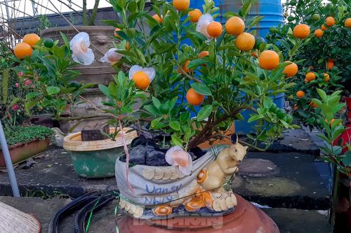 Quất bonsai có quả hình 'đĩnh vàng' hút khách ở Hà Nội