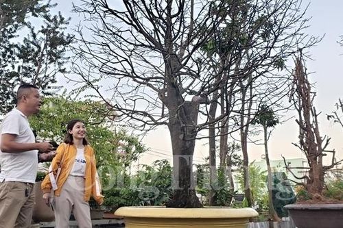 Đà Nẵng: Dịch vụ cho thuê mai vào mùa