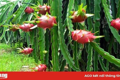 Tín hiệu tích cực từ thanh long trồng giàn