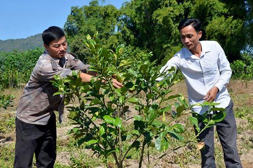 Liên kết phát triển cây ăn quả