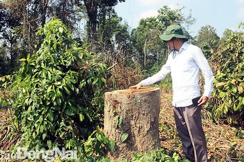 Khẩn trương thanh tra vụ đốn hạ 61 cây rừng tự nhiên