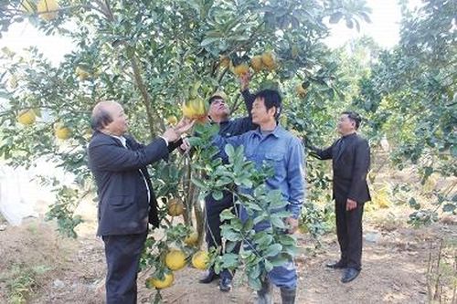 Tiếp sức nông dân làm giàu