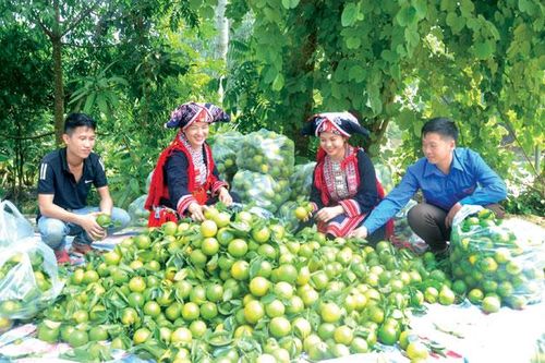 OCOP khẳng định thương hiệu xứ Tuyên