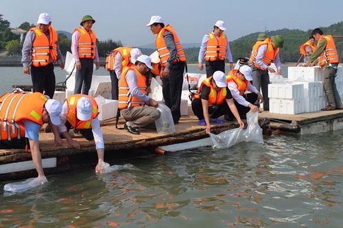 Giải pháp bảo vệ nguồn lợi thủy sản