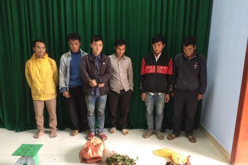 Quảng Nam: Xử phạt các đối tượng khai thác dược liệu trái phép khu vực biên giới