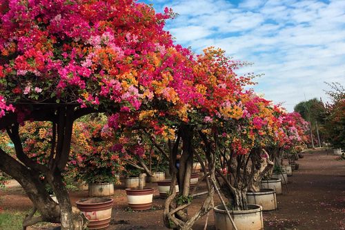 Hoa giấy ngũ sắc giá trăm triệu đắt hàng dịp cận tết