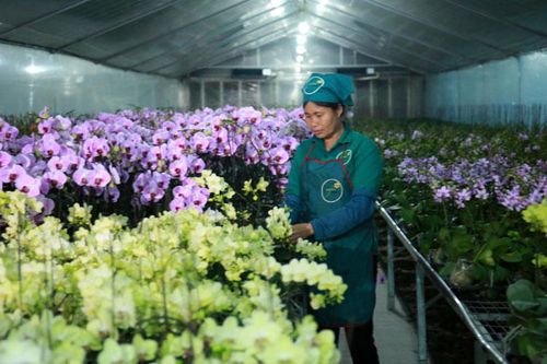 Nông nghiệp Hà Nội: Nhiều mô hình mới, cách làm hay