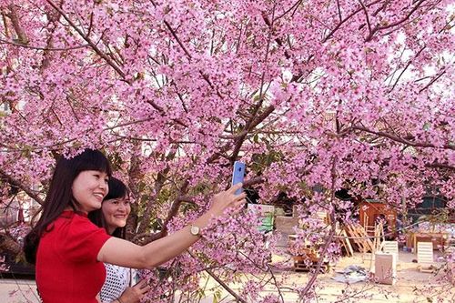 Quyến rũ sắc hồng phố núi