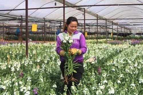 Đón năm mới với 'kỳ hoa, dị thảo'