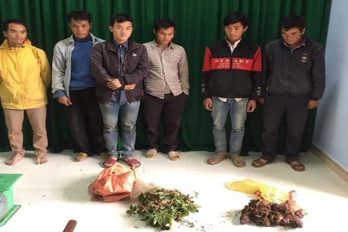 14 gã trai lén lút đào sâm bảy lá và củ Tam thất đen khu vực biên giới Quảng Nam