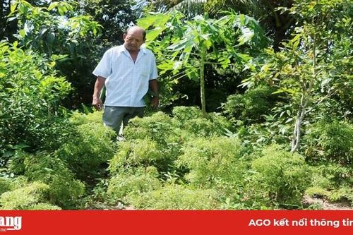 Trồng đinh lăng mang lại thu nhập cao