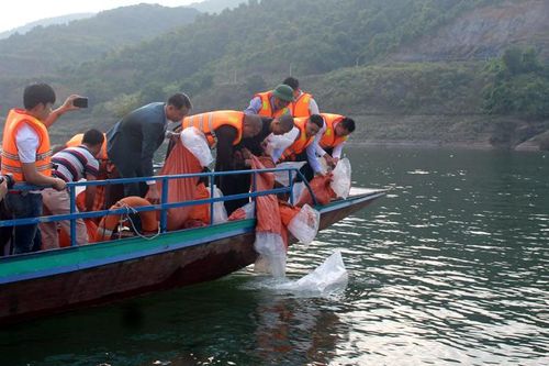 Thả phóng sinh 100 nghìn con cá giống tái tạo nguồn lợi thủy sản năm 2019
