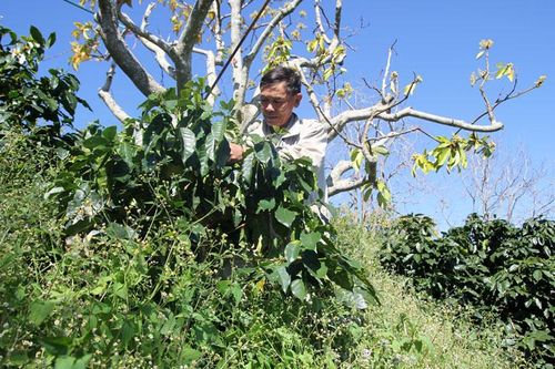 Trạm Hành và những cây cà phê cổ trên cao nguyên
