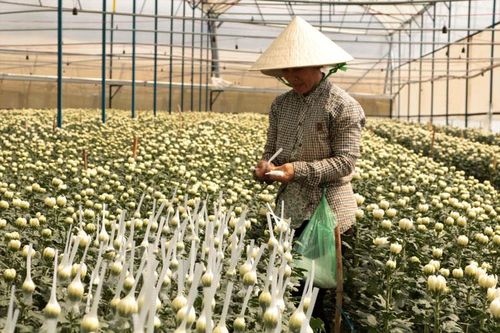 Ka Đô: Đẩy mạnh ứng dụng công nghệ cao vào trồng rau, hoa