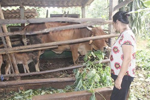 Dự án 'Ngân hàng bò GCS' trao cơ hội thoát nghèo cho người dân
