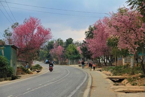 Mai anh đào Đà Lạt nở đúng Tết Dương lịch 2020