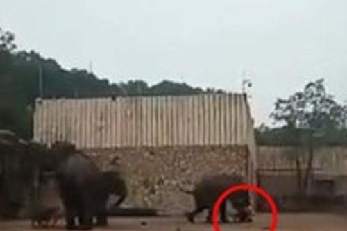 Voi khát tình giẫm chết người trông thú