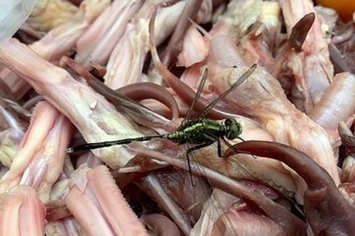 Siêu thị MM Mega Market nói gì về nghi vấn nhập lậu thịt đông lạnh để bán cho khách hàng?