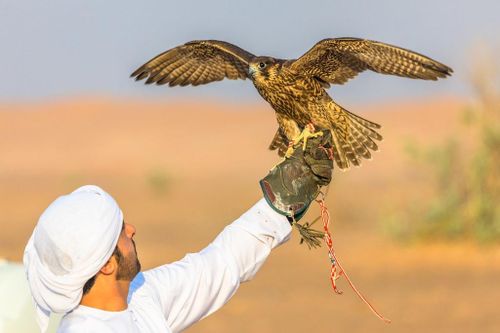Di sản săn bắt bằng chim ưng trên sa mạc ở UAE