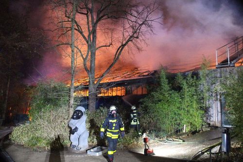 Toàn bộ khỉ trong sở thú Đức chết cháy, nghi do đèn trời hoặc pháo hoa
