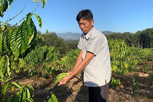 Cho Tây Nguyên thêm xanh