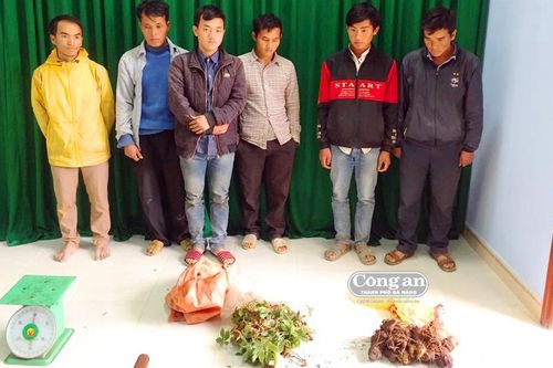 'Sâm thử' 2 chân