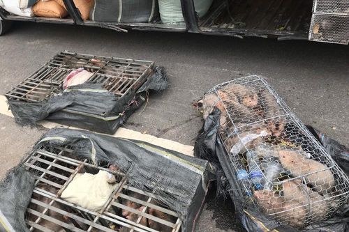 Vận chuyển lậu rượu ngoại và 70 cá thể dúi còn sống