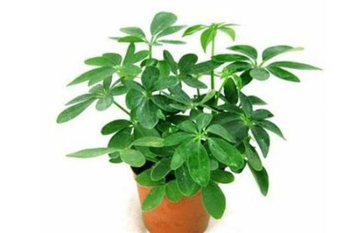 Bất ngờ từ những loại cây quen thuộc 'nuốt' bụi mịn, lọc không khí
