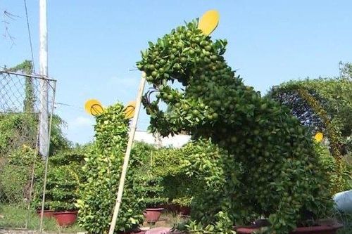 Báo Mỹ ấn tượng với 'quất cảnh hình chuột' chào mừng năm Canh Tý ở Việt Nam